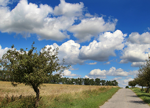 Environmental Consulting